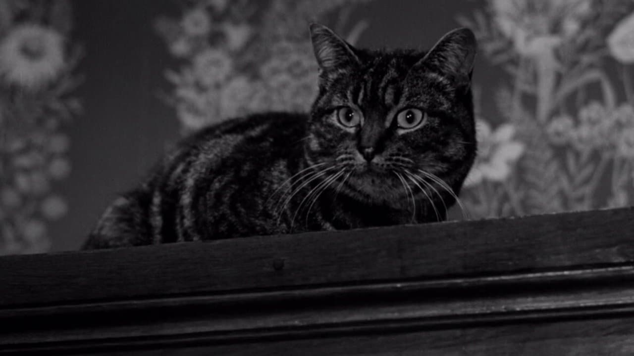 The Shadow of the Catの背景画像