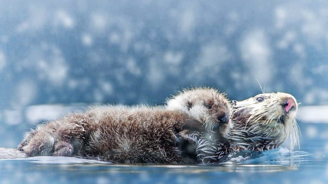 Spy in the Snowの背景画像