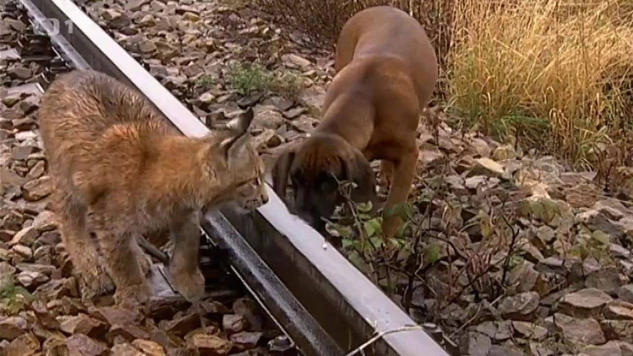 Madla a Ťapの背景画像