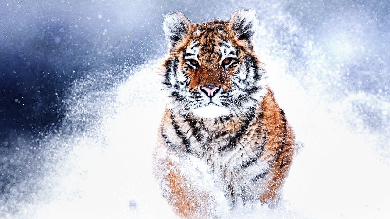 Russia's Wild Tigerの背景画像