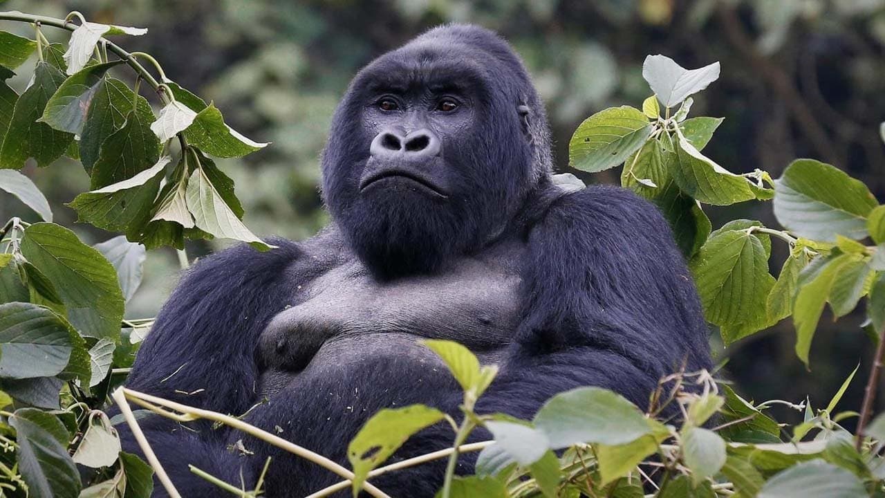 Mountain Gorillaの背景画像