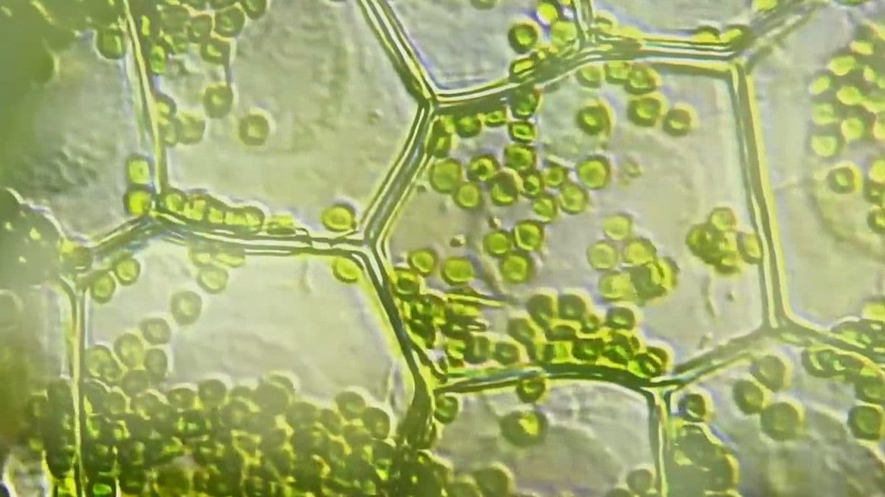 Scrunchieの背景画像