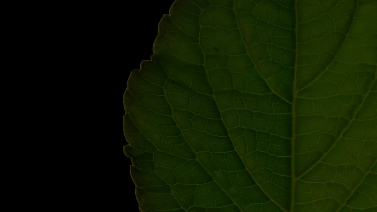 Salvia Divinorum: A Western Approachの背景画像