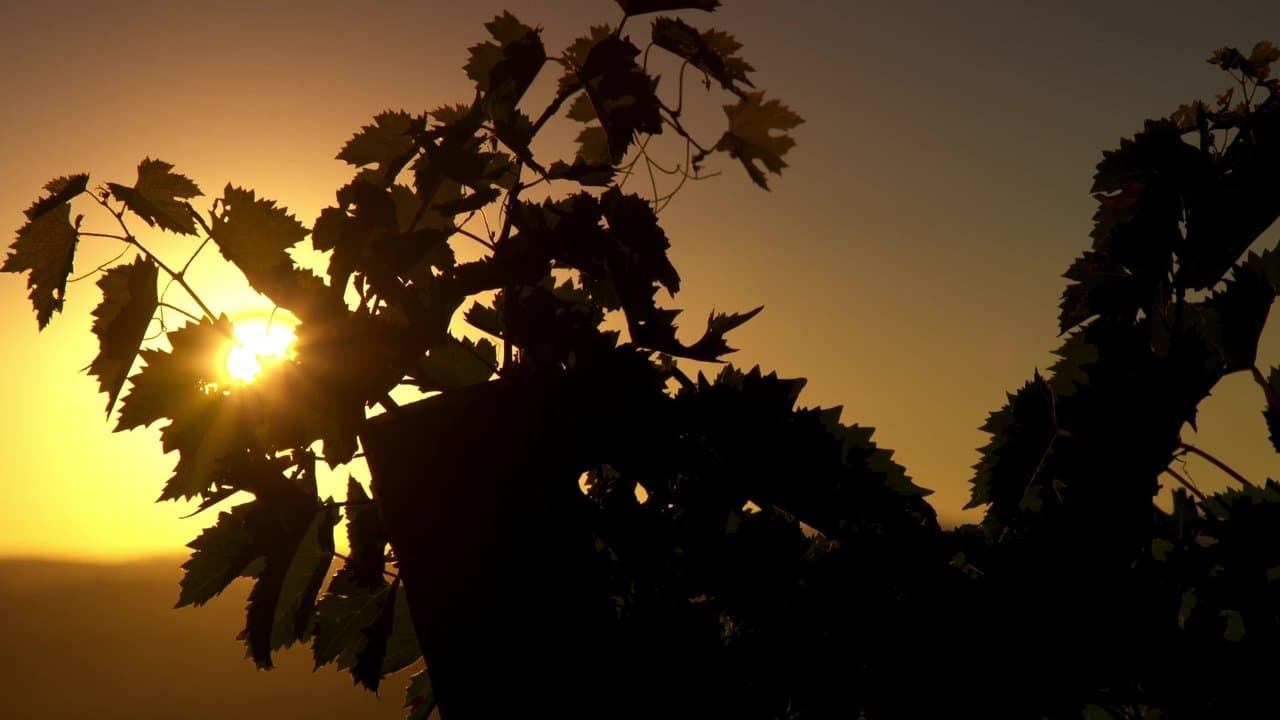 Somm: Into the Bottleの背景画像