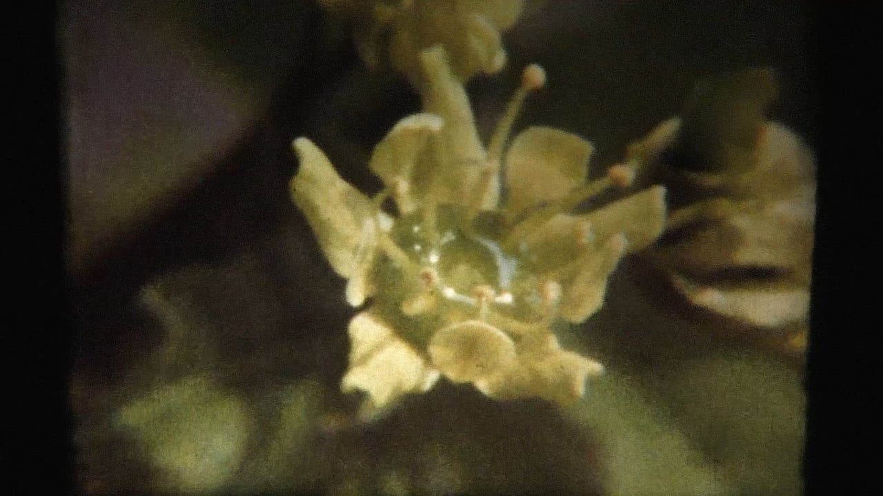 Adagioの背景画像