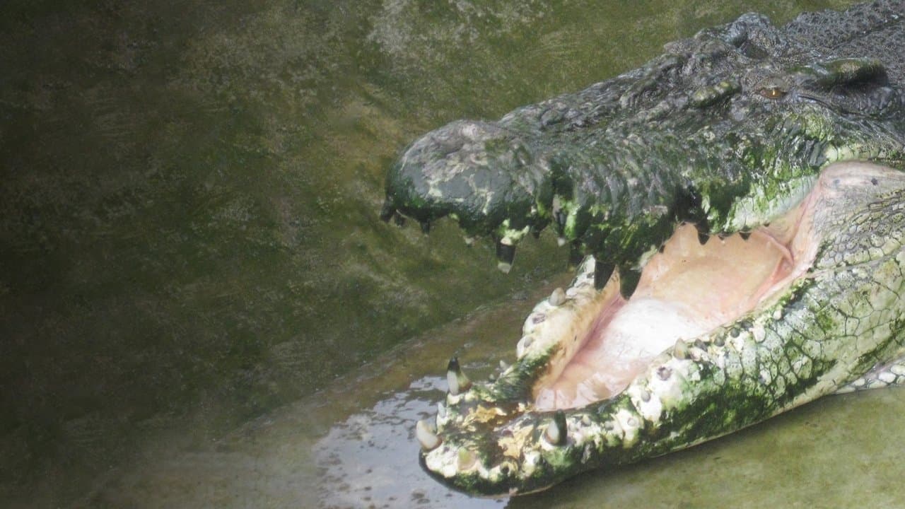 Man-Eating Super Crocの背景画像