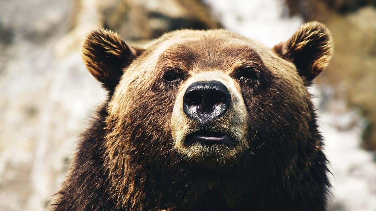 Cocaine Bear vs. Batmanの背景画像
