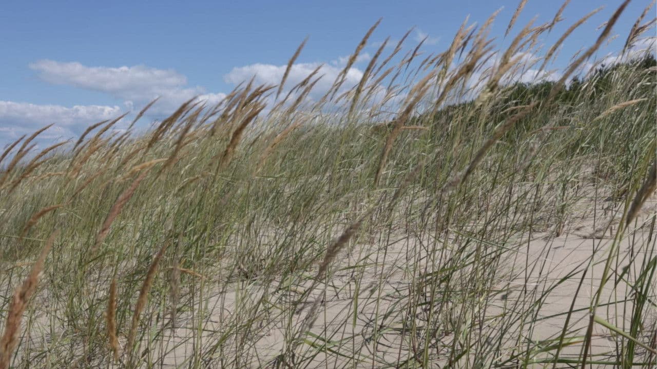 Par vasaru īsumāの背景画像