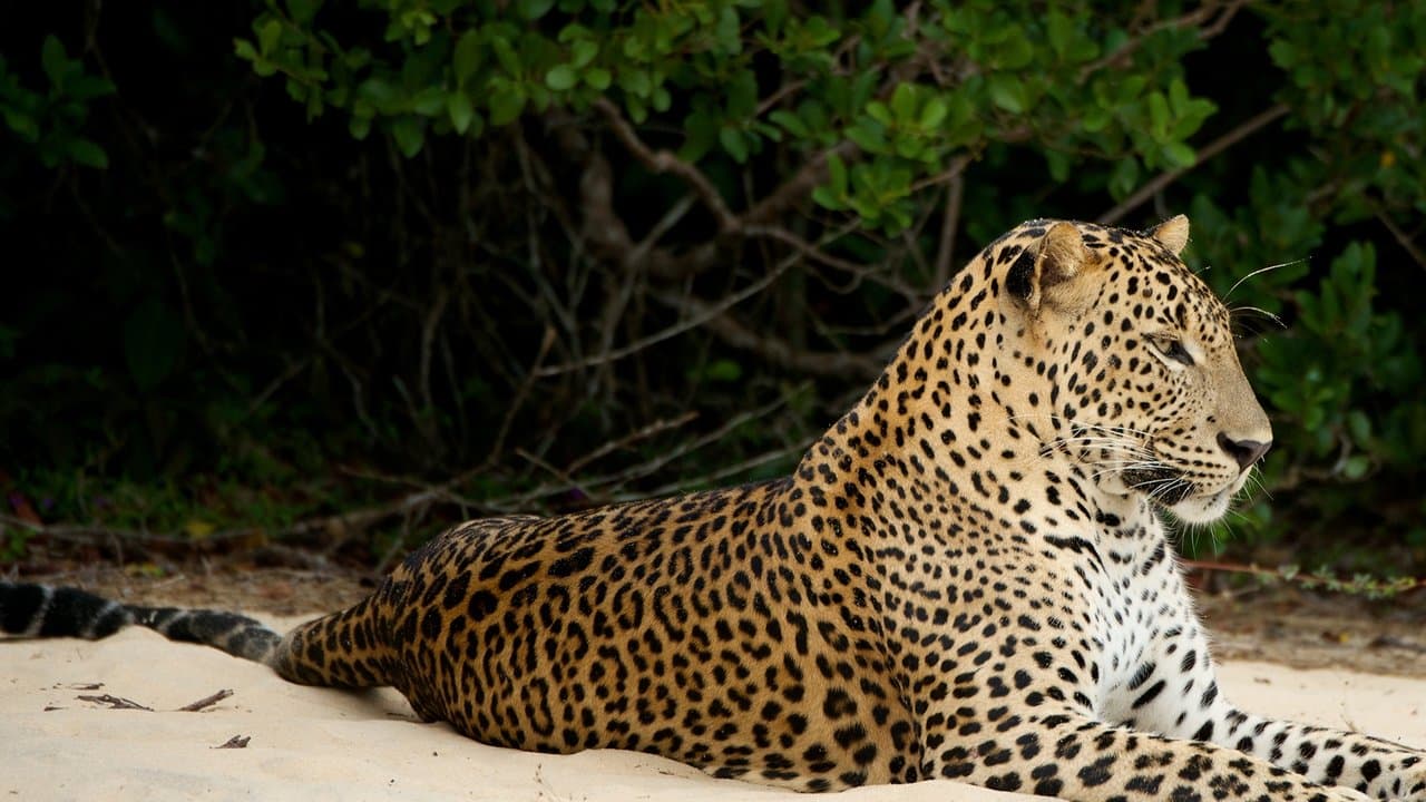 Wild Sri Lankaの背景画像