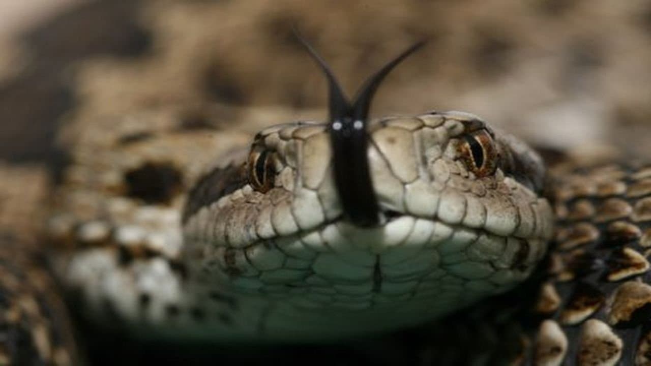 Vipera Life - Egy kígyó életeの背景画像