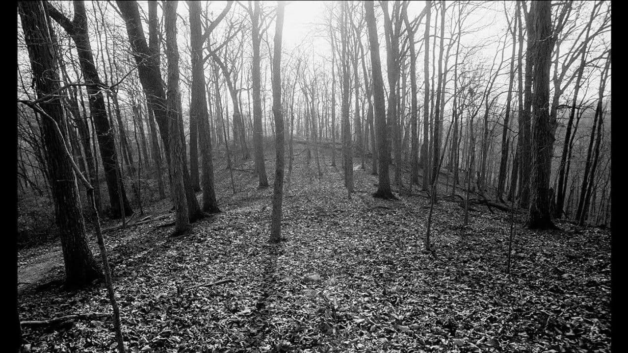 Idiociesの背景画像