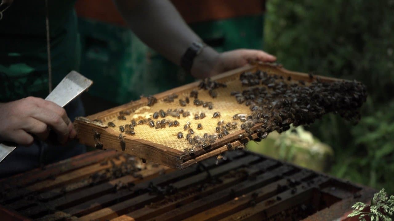 Bee-Keptの背景画像