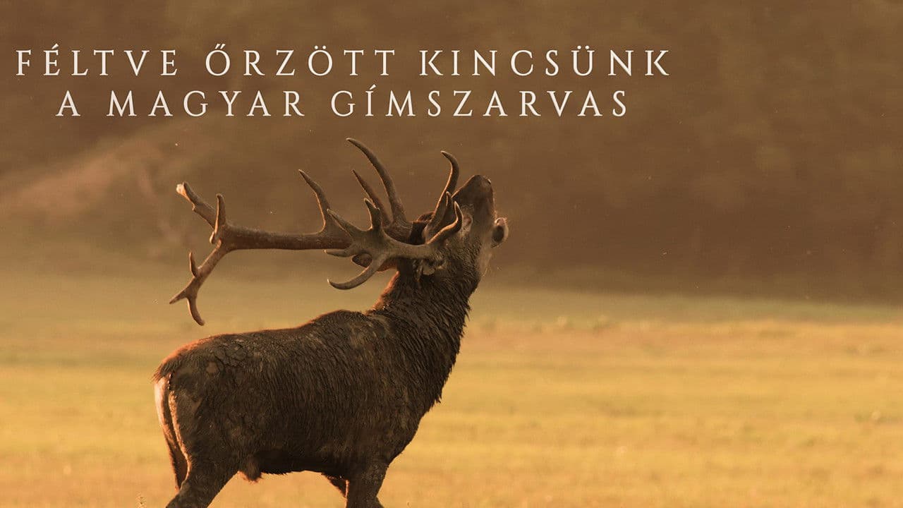 Féltve őrzött kincsünk, a magyar gímszarvasの背景画像