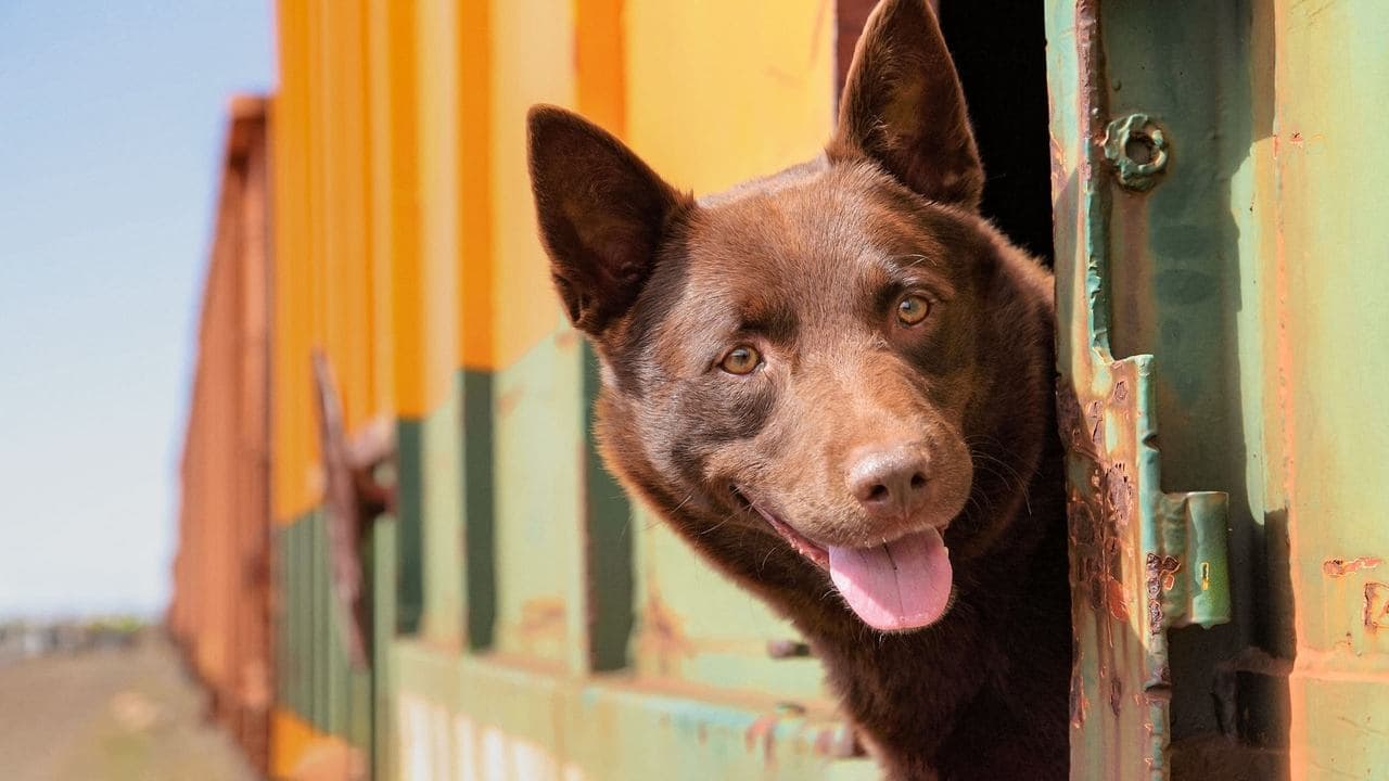 Koko: A Red Dog Storyの背景画像