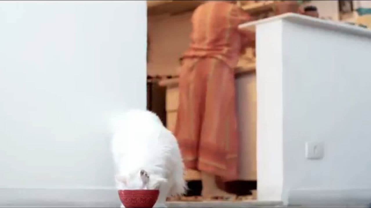 Kafcatの背景画像