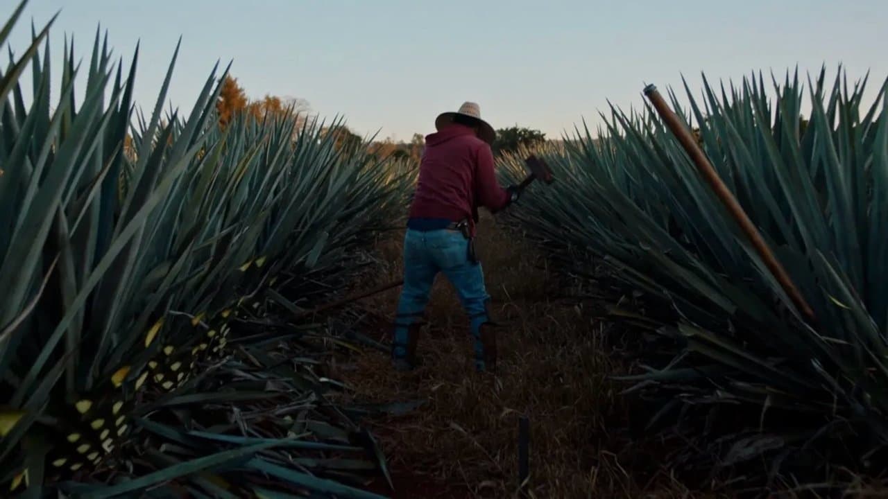 Dos Estacionesの背景画像