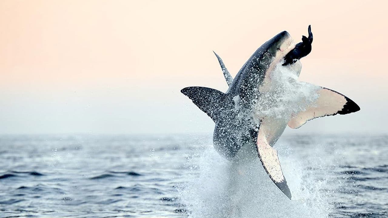 Air Jaws: Back from the Deadの背景画像