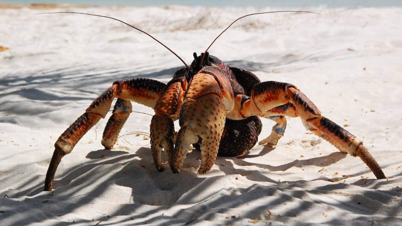 Aldabra: Byl jednou jeden ostrovの背景画像