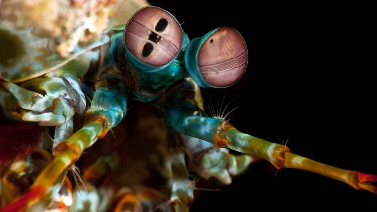 海の奇妙な動物大集合！の背景画像