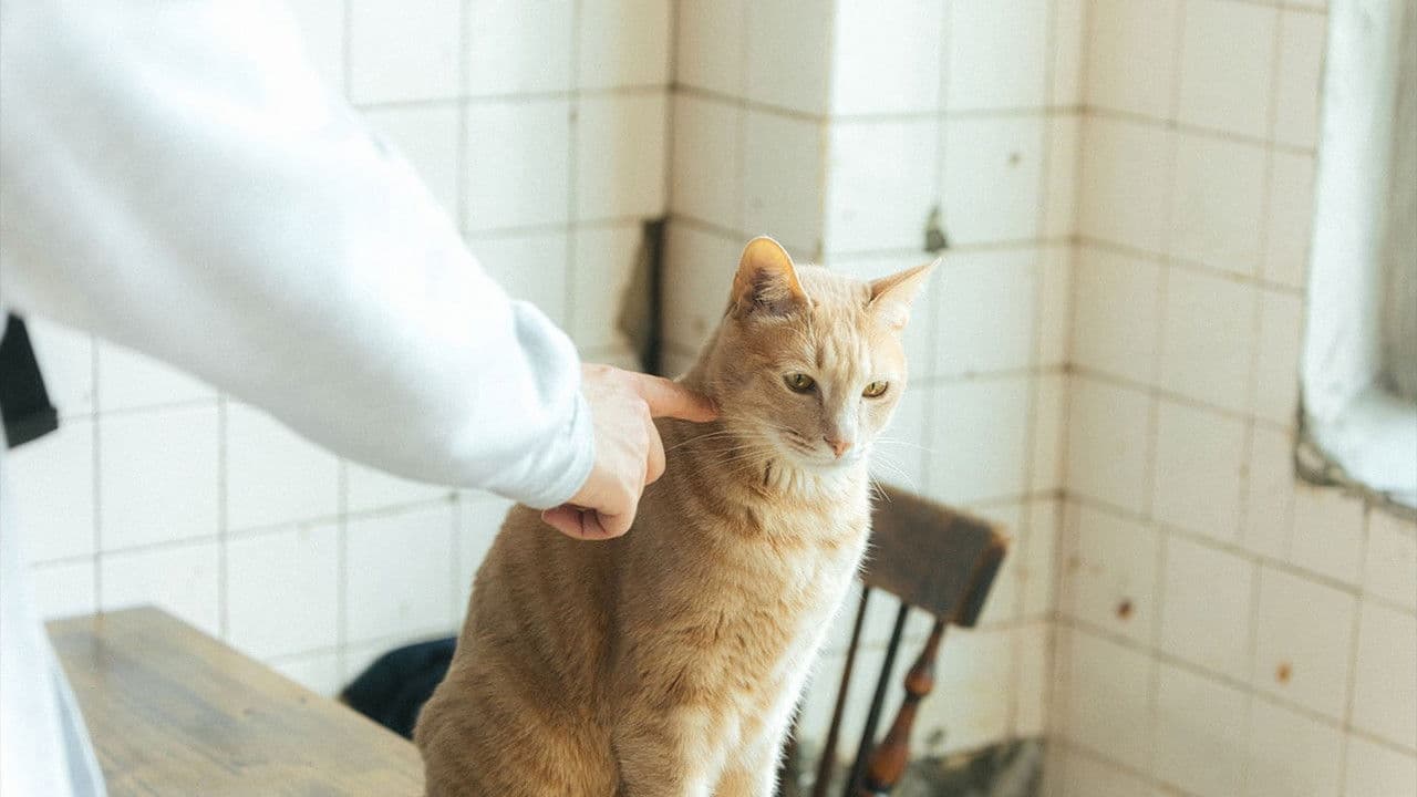 구름이하는말の背景画像