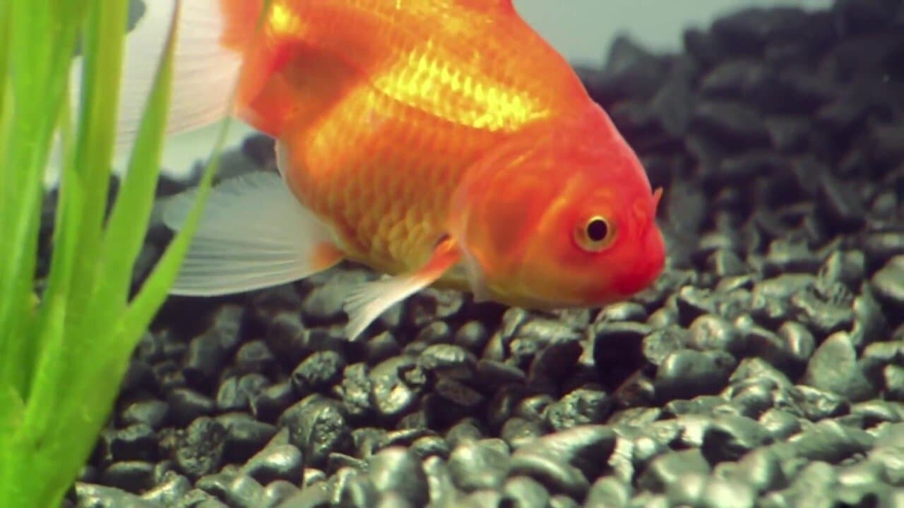 Goldfishの背景画像