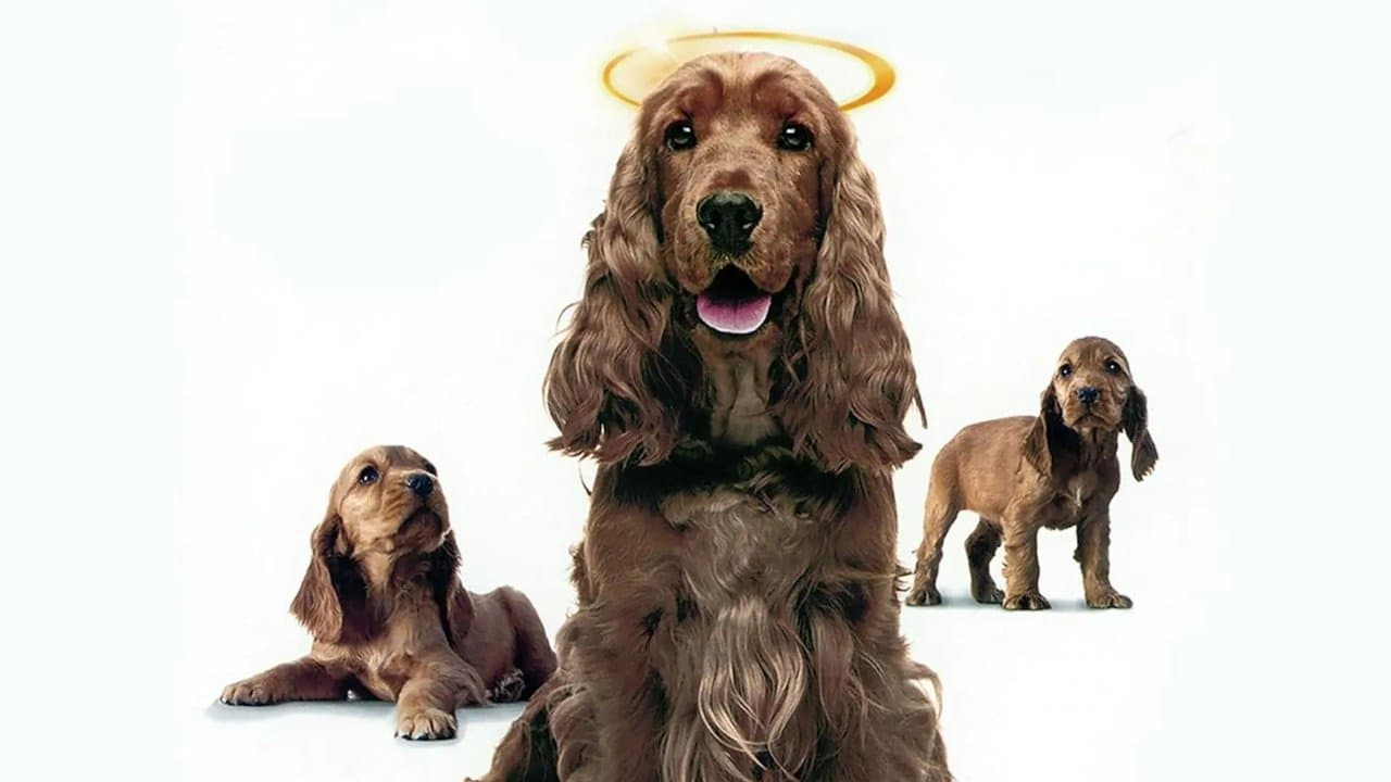 Miracle Dogs Tooの背景画像