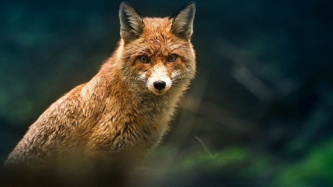 Vilde vidunderlige dyrの背景画像