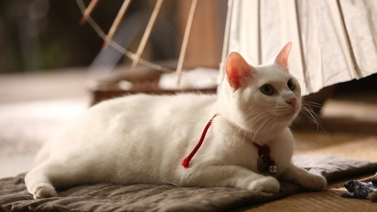 猫侍の背景画像