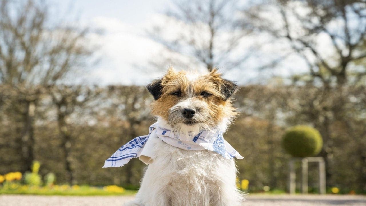 Zitterinchenの背景画像