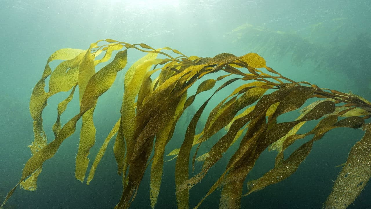 Pyriferaの背景画像