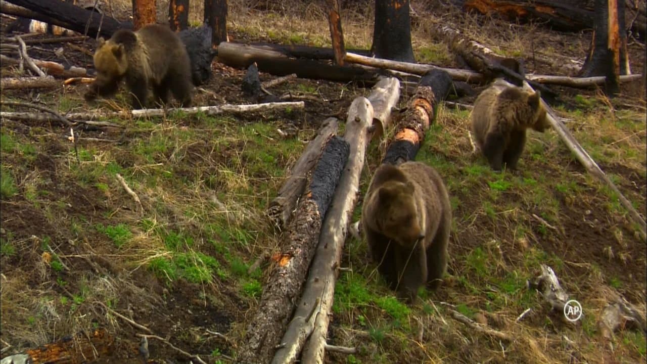 Grizzlyの背景画像