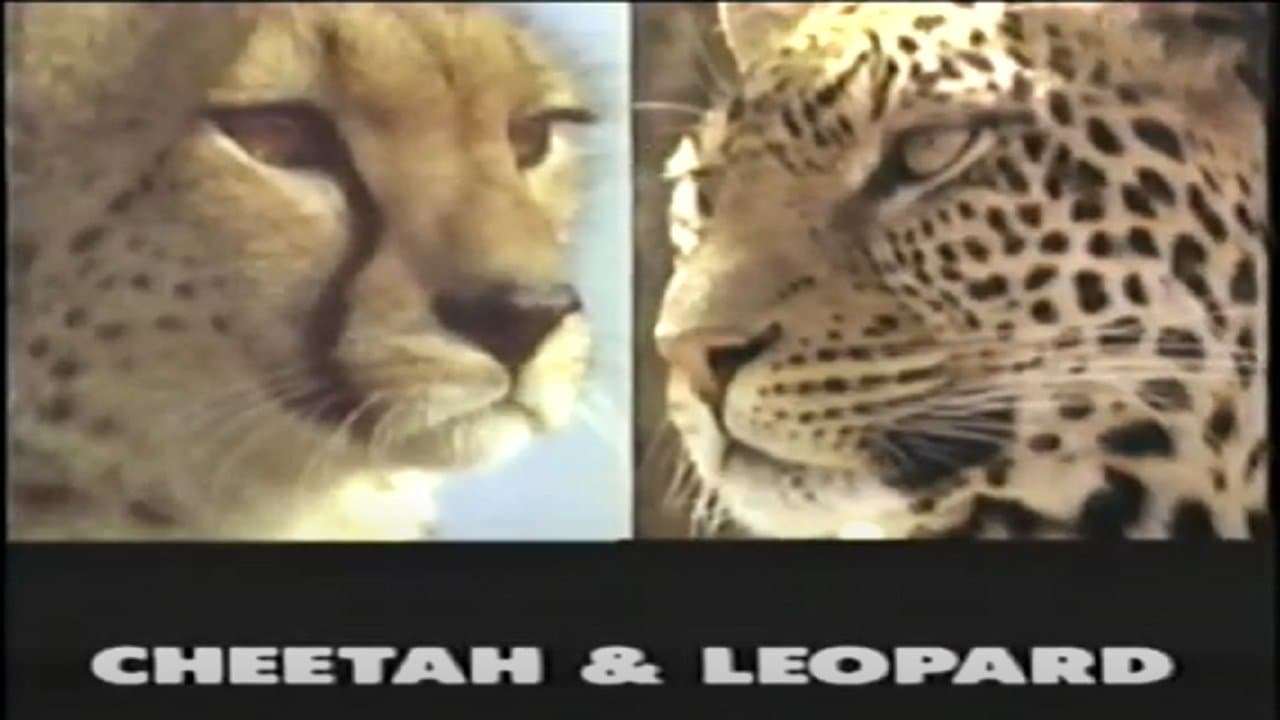 Predators of the Wild: Cheetah and Leopardの背景画像