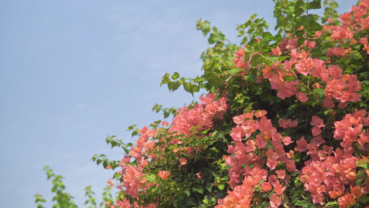 Pink&Pastelの背景画像