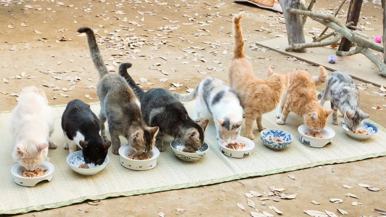 ねこあつめの家の背景画像