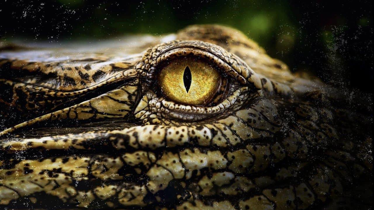 Crocodiles Revealedの背景画像