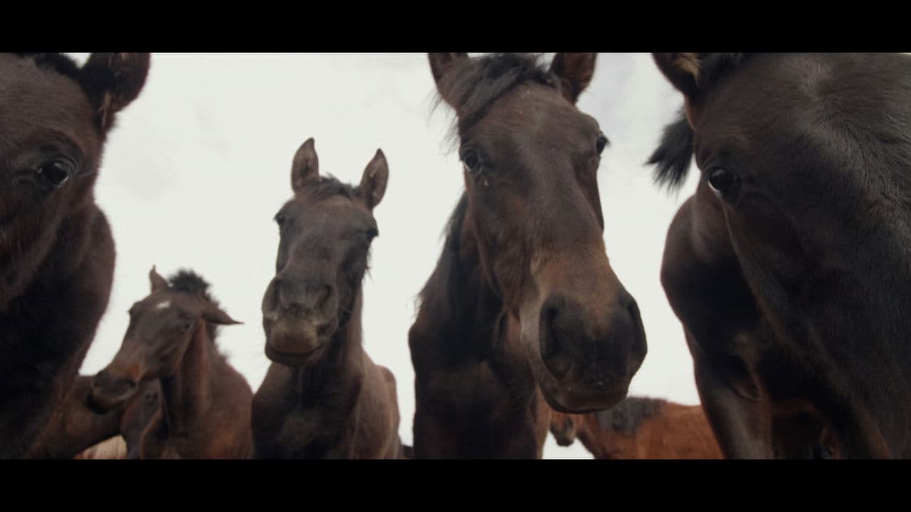 Wings of Kyrgyzstanの背景画像