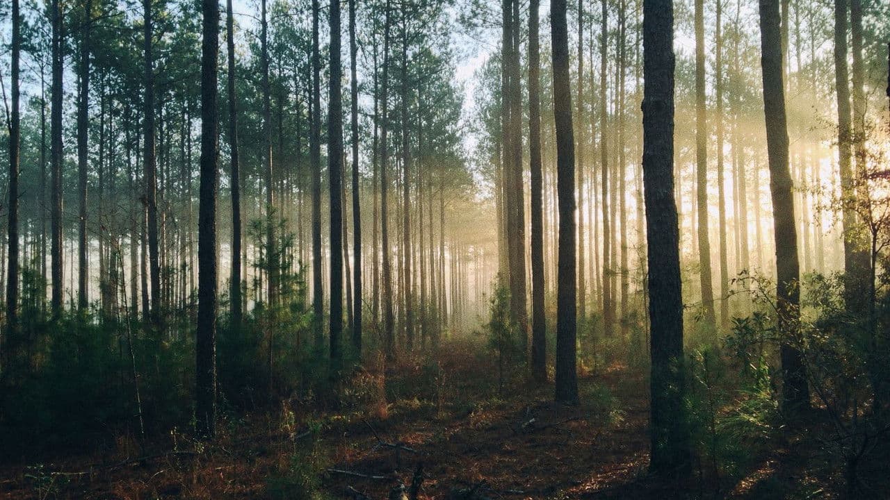 Purgatorioの背景画像