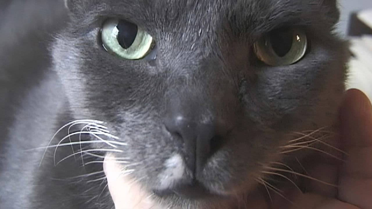 Animal Attractionの背景画像