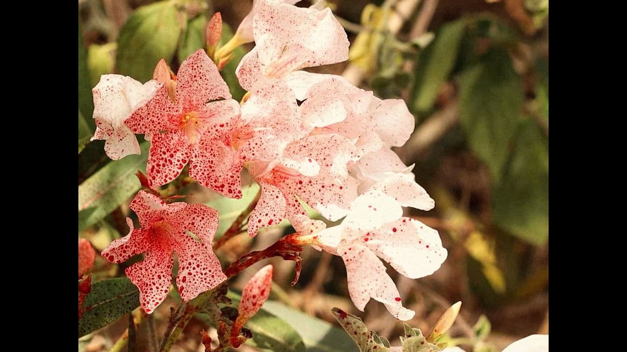 KARMAの背景画像