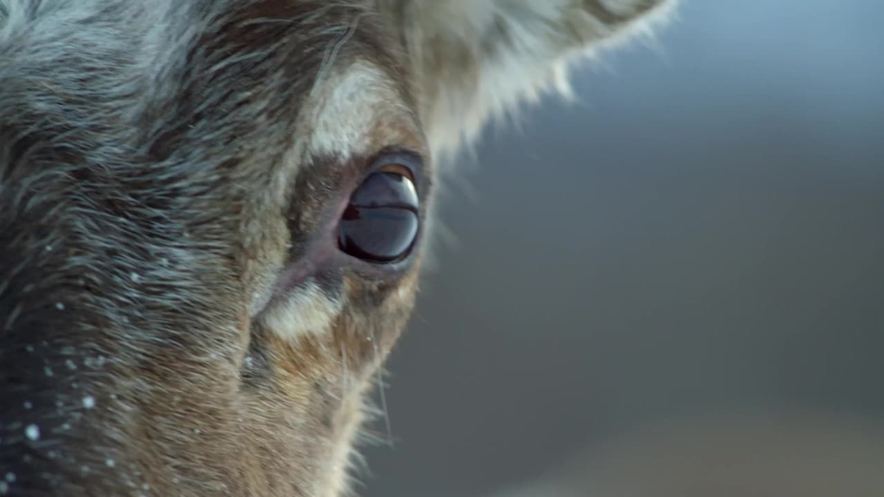 Life In The Snowの背景画像