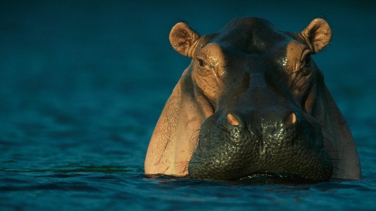 Wild Gabonの背景画像