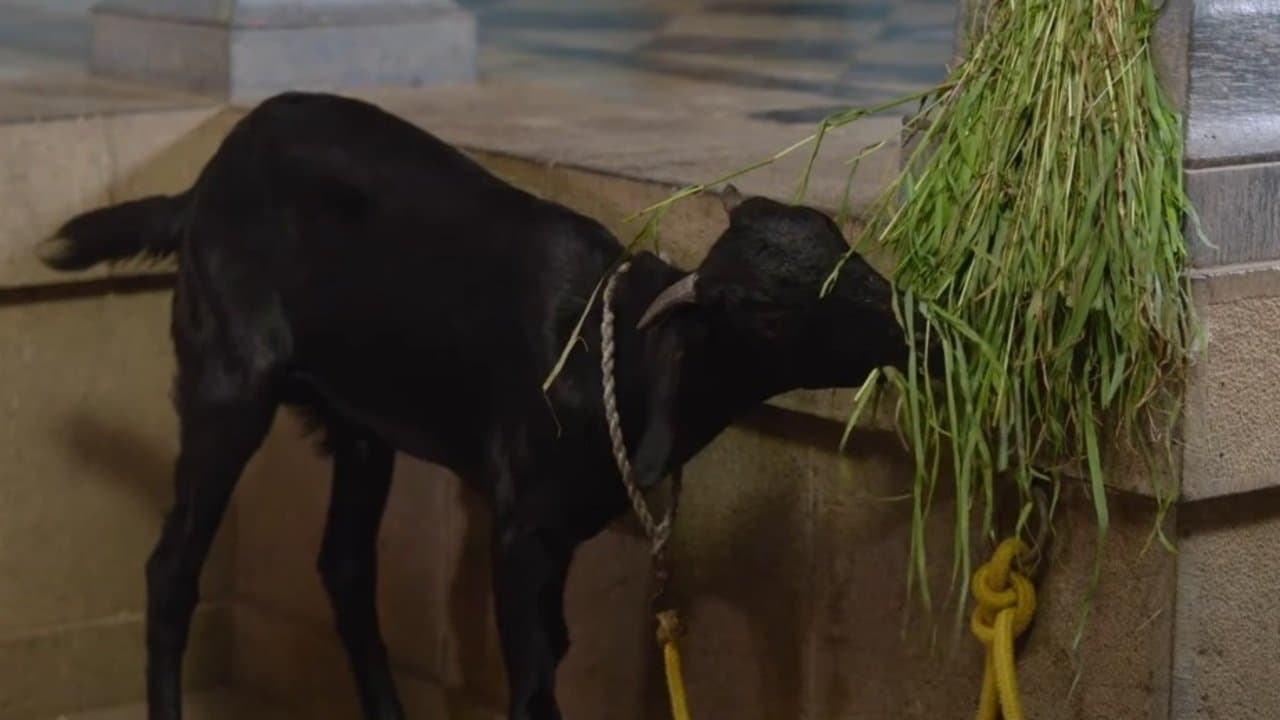 भारत माझा देश आहेの背景画像