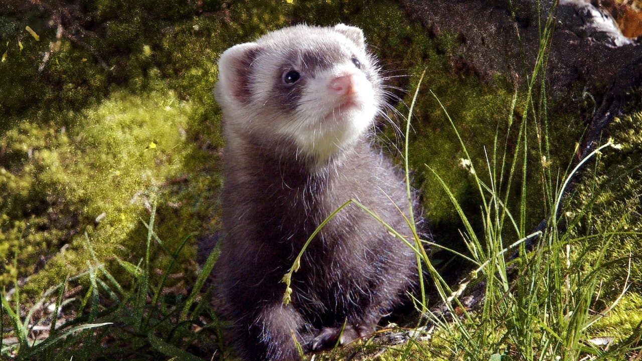 Lungau - Wildnis im Herzen der Tauernの背景画像