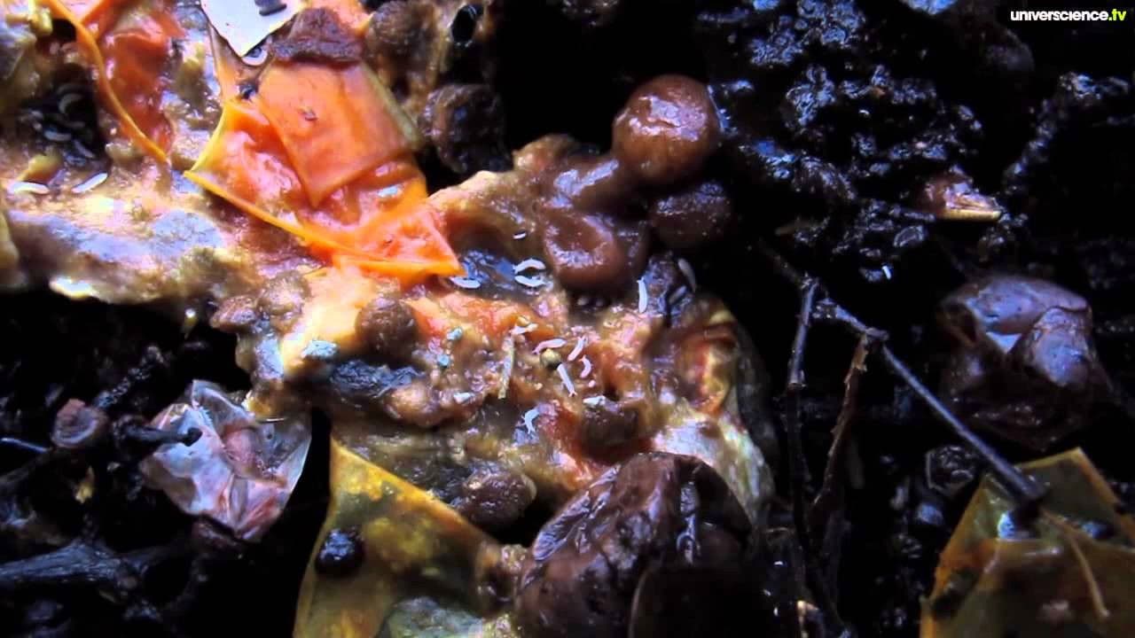 La nuit du vivant, voyage au cœur de la pourritureの背景画像