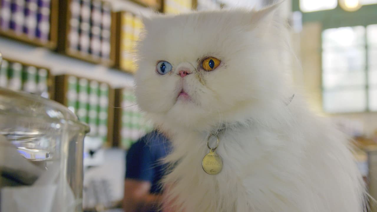 Comment le chat a conquis le mondeの背景画像