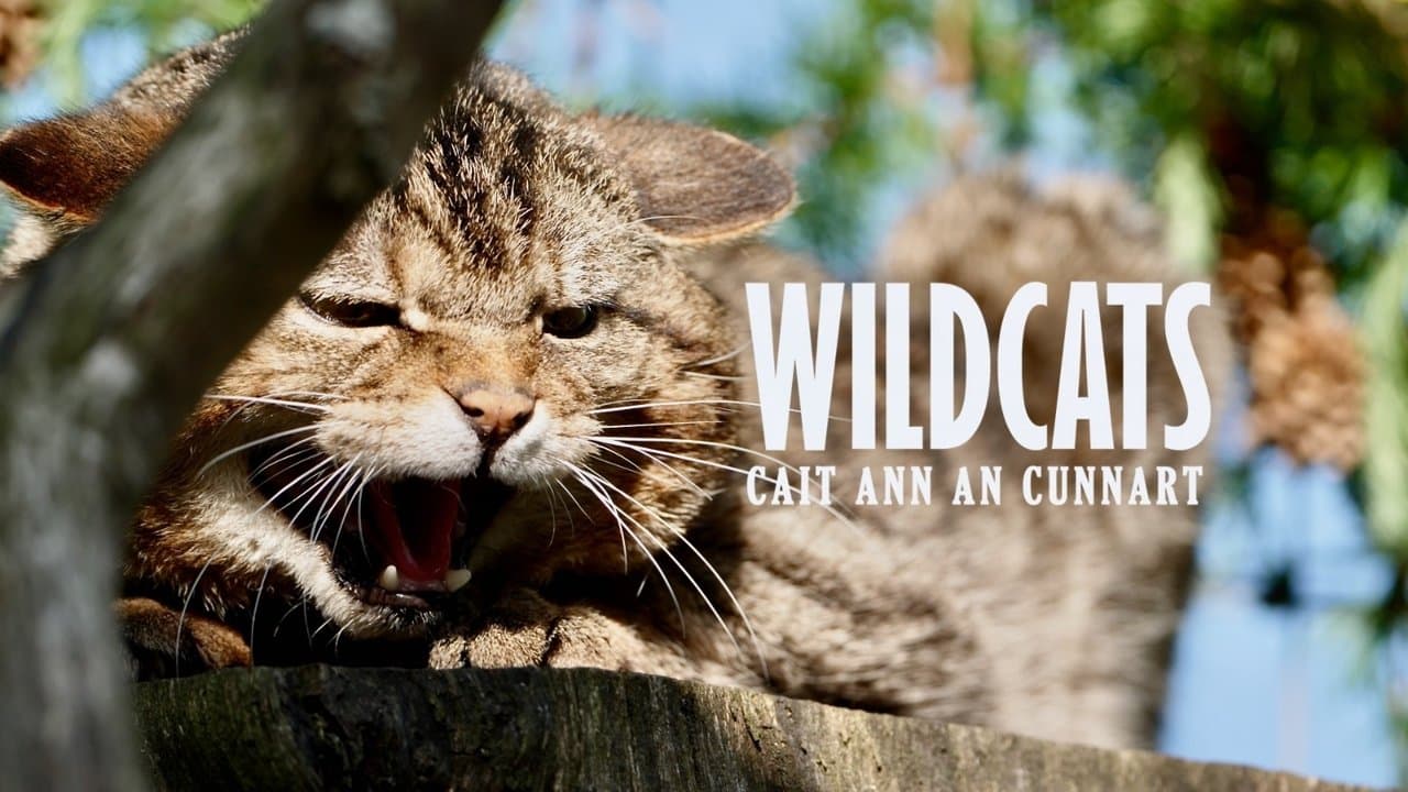 Wildcats: Cait ann an Cunnartの背景画像