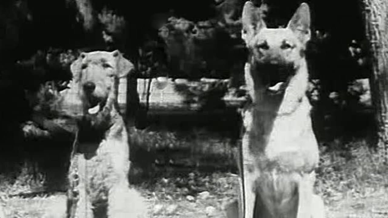 War Dogsの背景画像