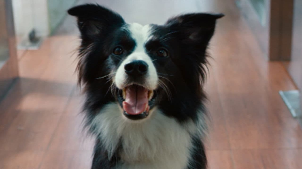 犬爱の背景画像