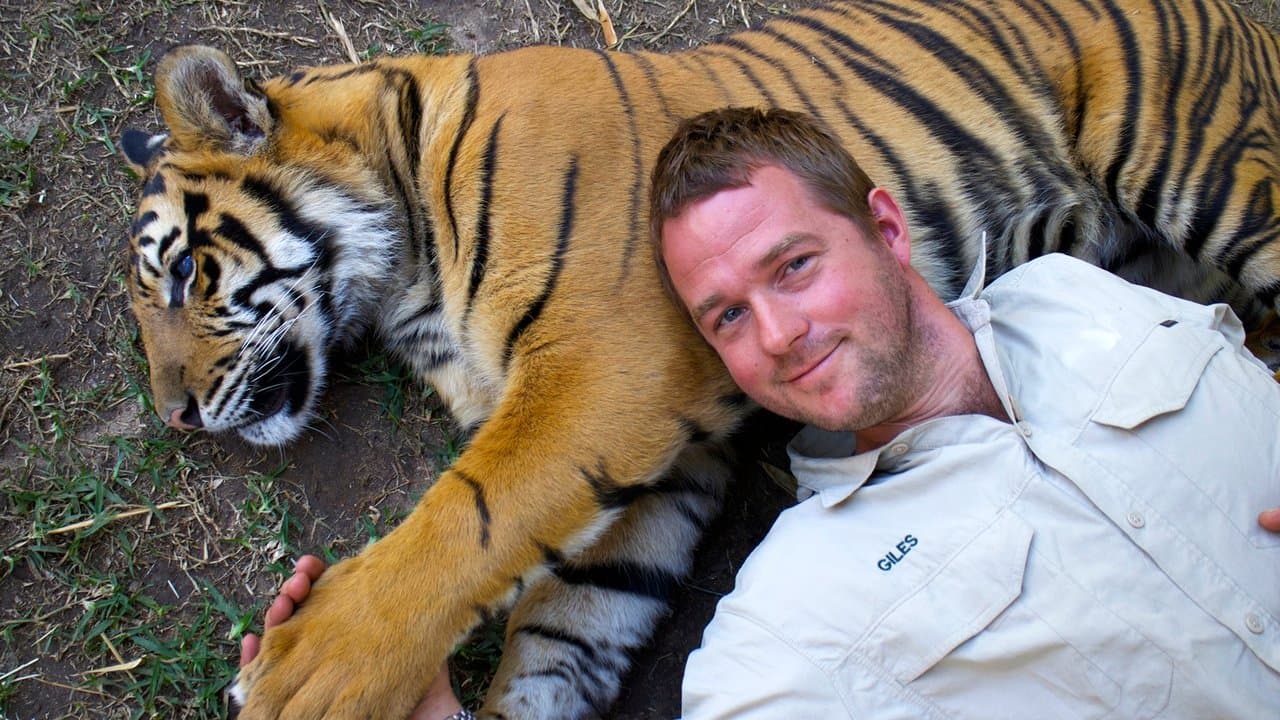 Tigers About the Houseの背景画像