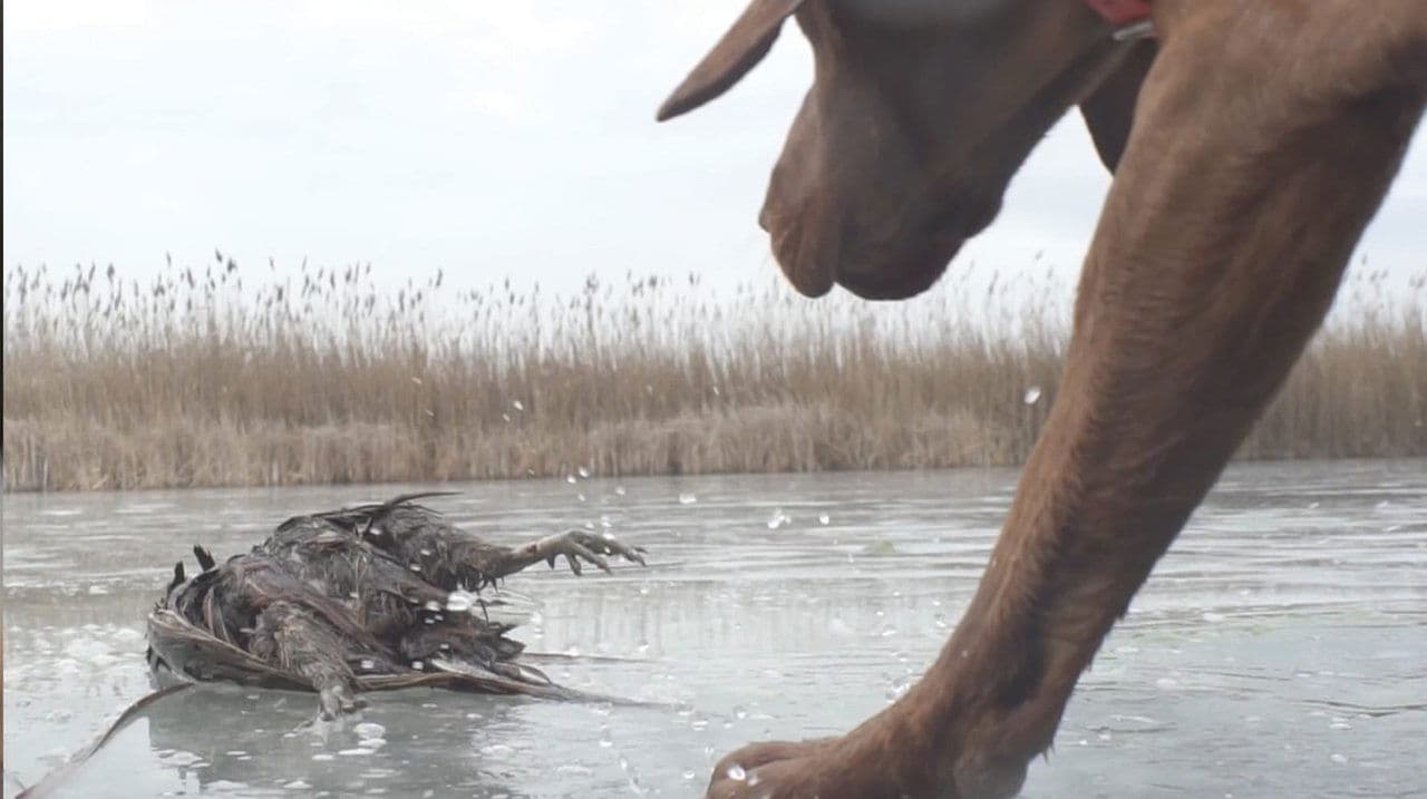 Vadásztársakの背景画像